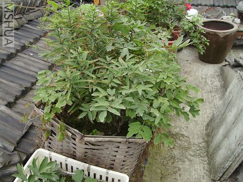 ��ʵֻ�Ǿֲ�����