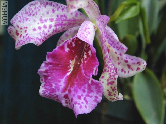 DSCN0617.jpg