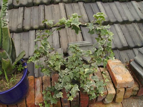 �������˵�