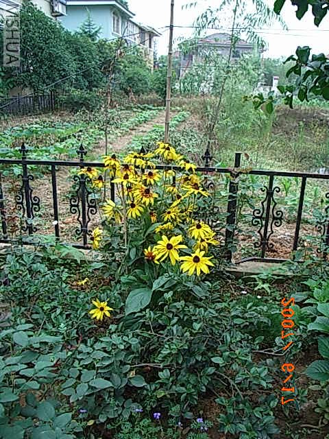 RIMG0019.JPG