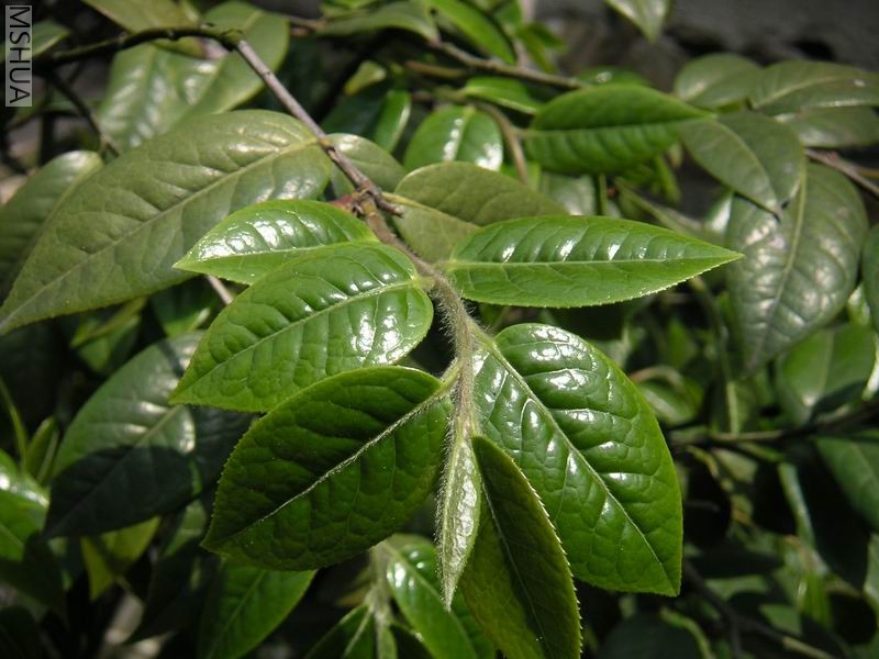 ������С �軨������ë��.jpg