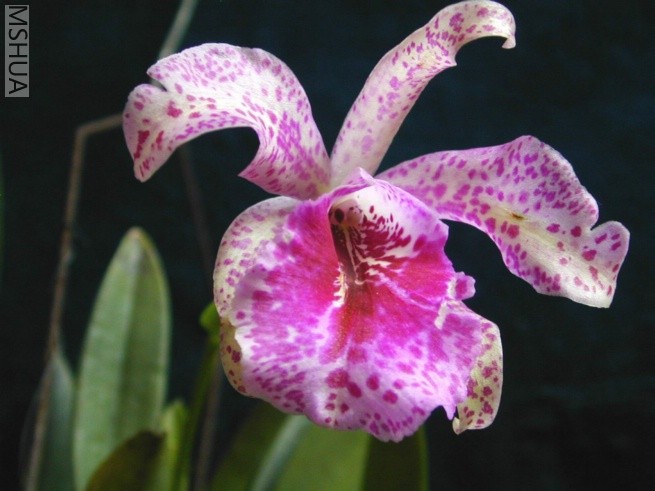 DSCN0618.jpg
