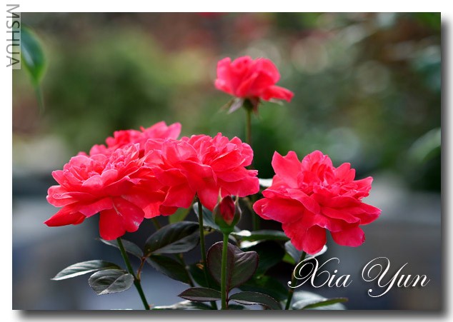 ӣ�Ұ�����