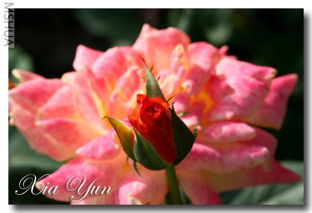 IMG_7439 ��������.jpg