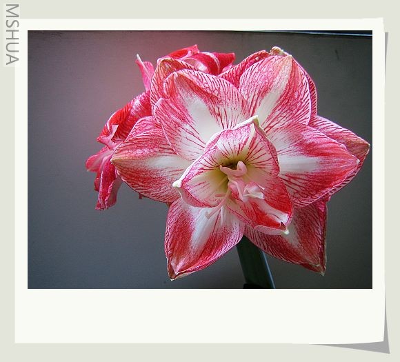 ���ذ�Σ��տ���ʱ����Ϊ�Ǽ�Ůʿ��