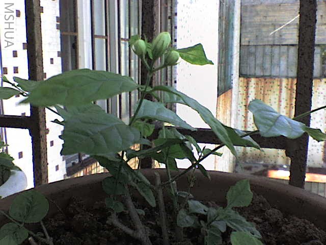 DSC00018.JPG