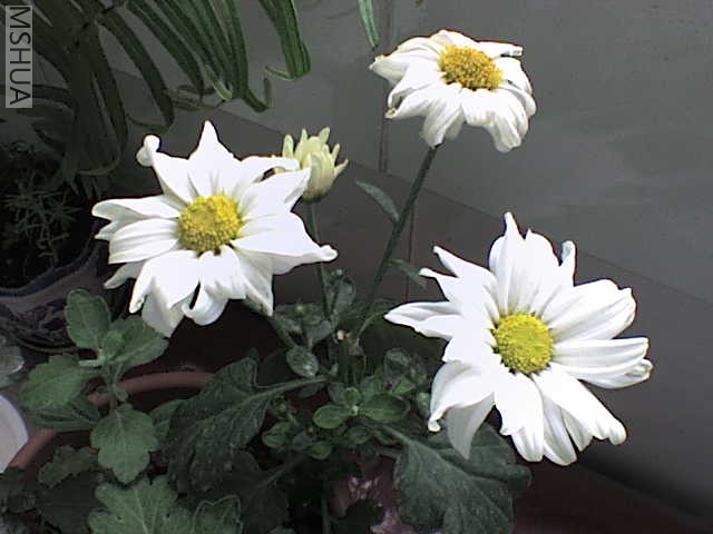 DSC00038.JPG