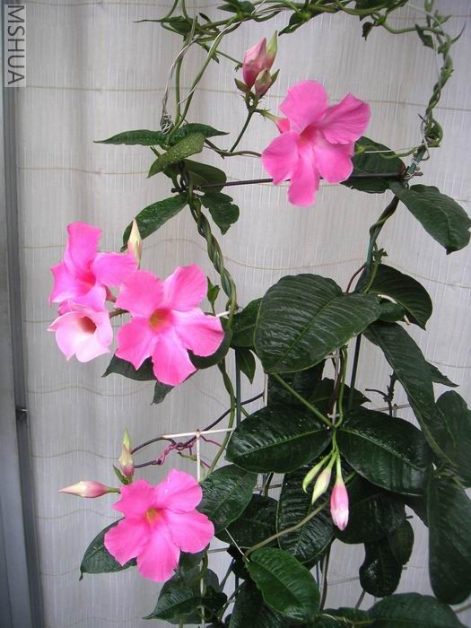 ������С Ʈ����706191.jpg