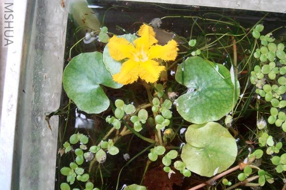 �кɻ�һ����Ҷ��,��֪����ʲô