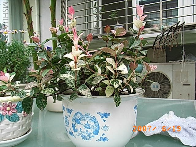 RIMG0017.JPG