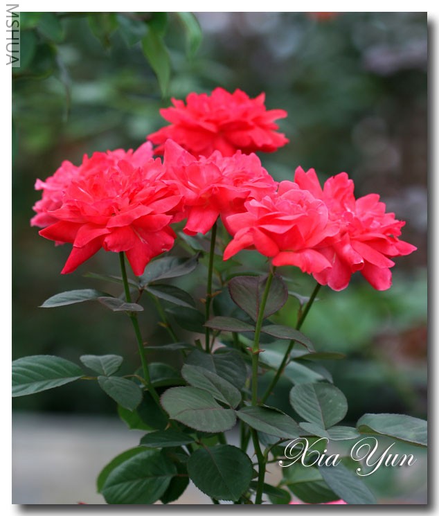 ӣ�Ұ�����