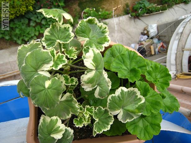 �ͻ�Ҷ���ÿ�������һ��