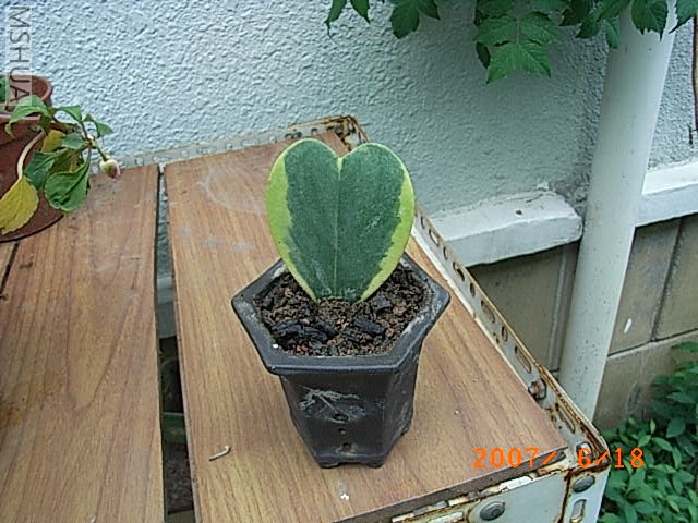 RIMG0031.JPG