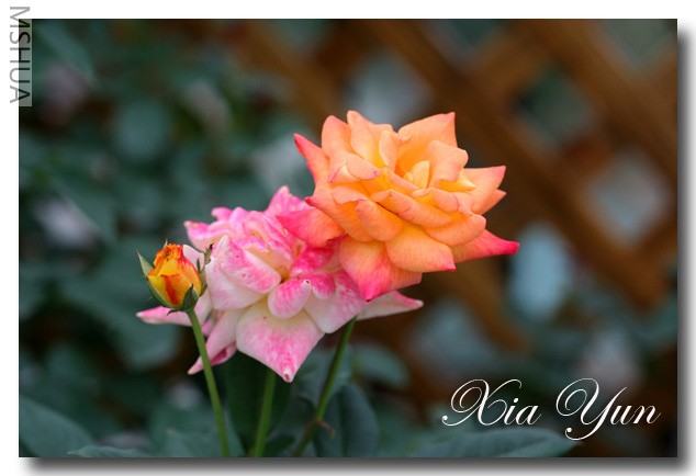 IMG_7499 ��������.jpg