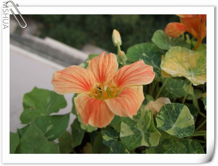 ������С DSCF0003vb.jpg