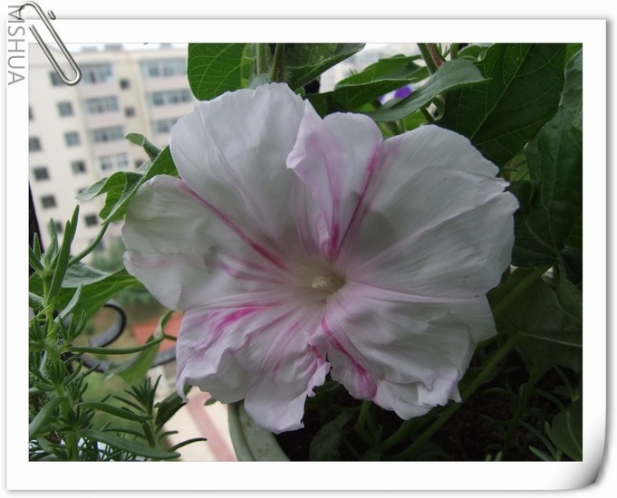 ������С DSCF0001a.jpg