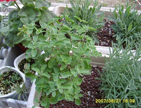 ������,���ϵ���Ϊ:���ÿ�,����޹;����޹,Ůʿ޹,������,����޹.�Ȼ�������ר��