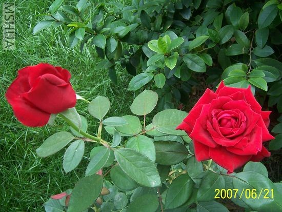 2007-06-21 002.jpg
