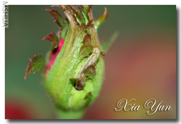 IMG_7532 ��������.jpg