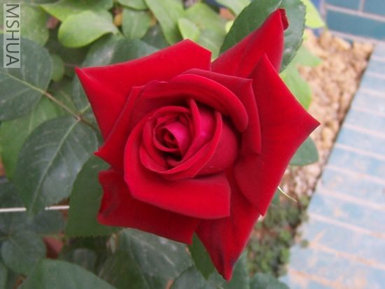 2007-05-05 006.jpg