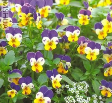 F1 Jewel Blue and Yellow.jpg