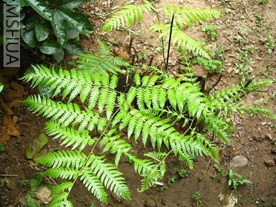 ������һ����̬԰�￴����