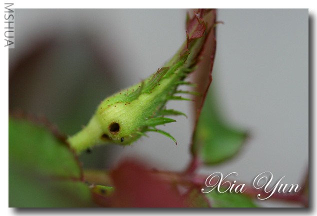 IMG_7547 ��������.JPG