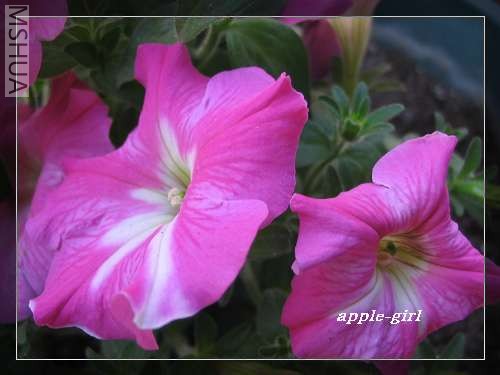 ��̺����