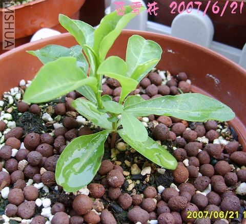 1��ժ�ĵ��϶�