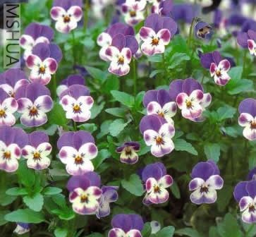 F1 Jewel Blue and White.jpg