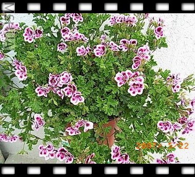 ��Ƭ 039_nEO_IMG.jpg