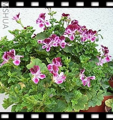 ��Ƭ 036_nEO_IMG.jpg