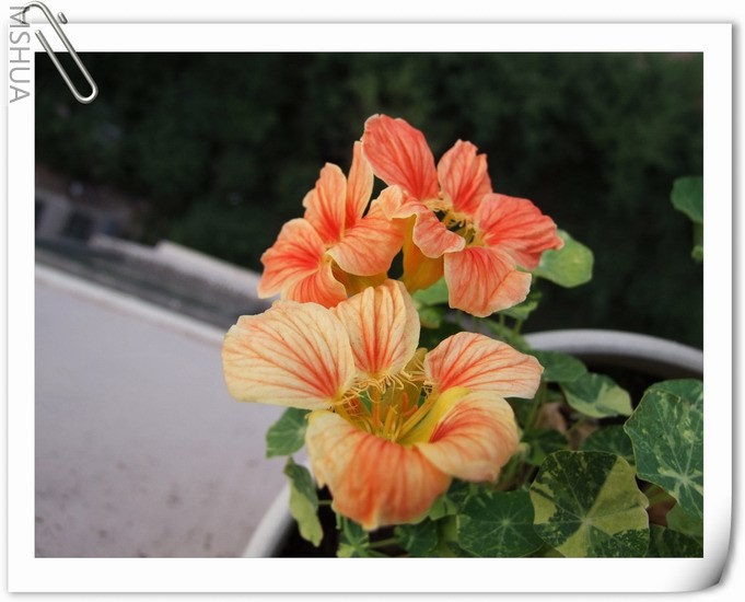 ������С g.jpg