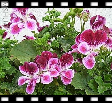 ��Ƭ 037_nEO_IMG.jpg