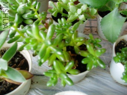 P1012038_resize.JPG