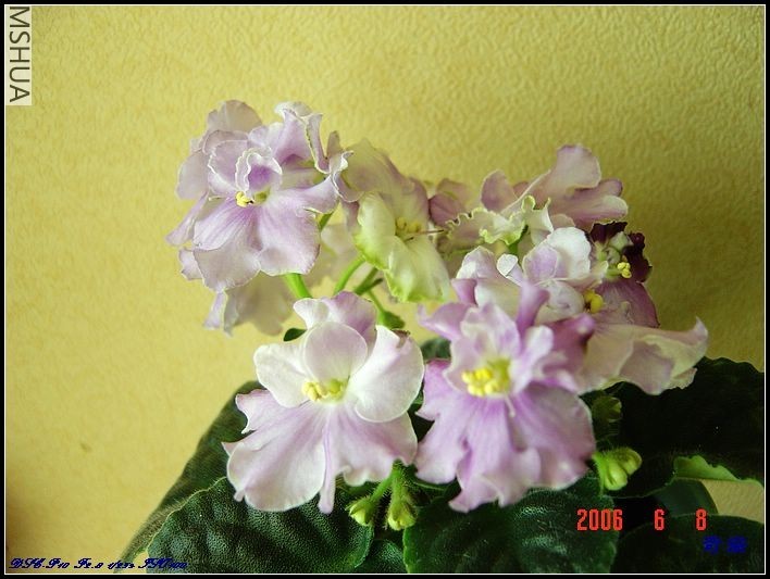 s Paolo�ϻ��ذ�����߱�׼.jpg