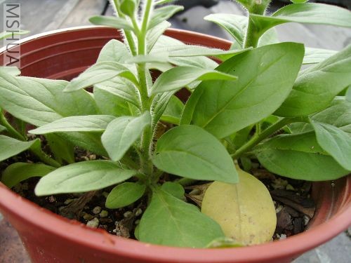 һ����֦����֦�ֲ�