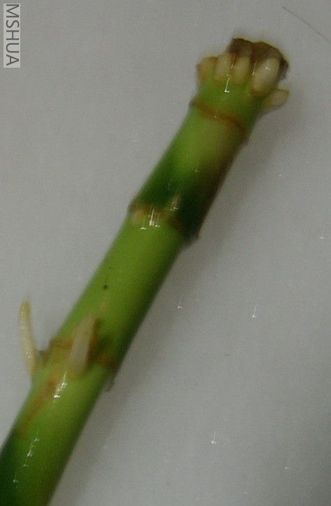 �ÿɰ��ĸ�Ŷ���ĵĲ��ôպ��ſ���