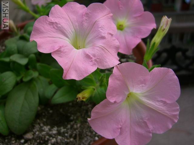 ���˱��Ƿ�