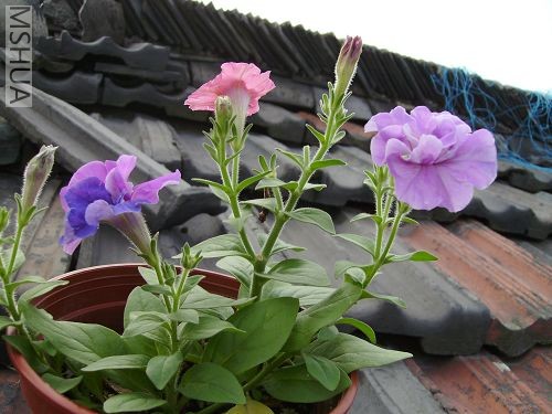 ����һ���裬�ж��ã������ǿ�����һɫ