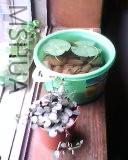 IMG0038A.jpg