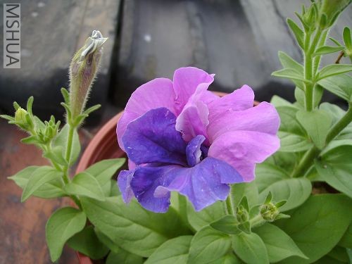 ���Ӧ������������˫ɫ��