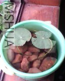 IMG0037A.jpg