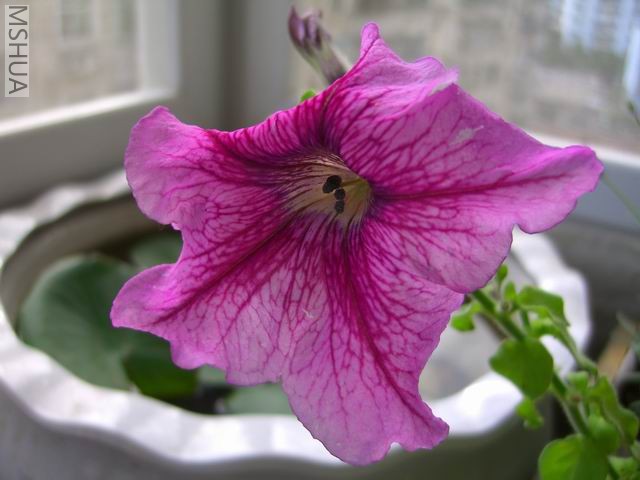 ��֪����ţ