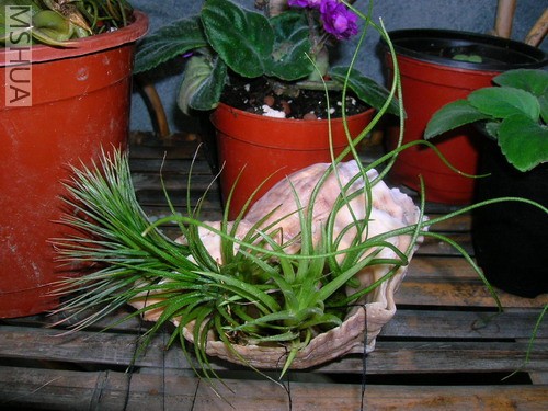 С��β��ī���磬�ձ�XX��С����