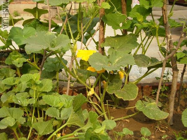 Resized_P6060012.jpg