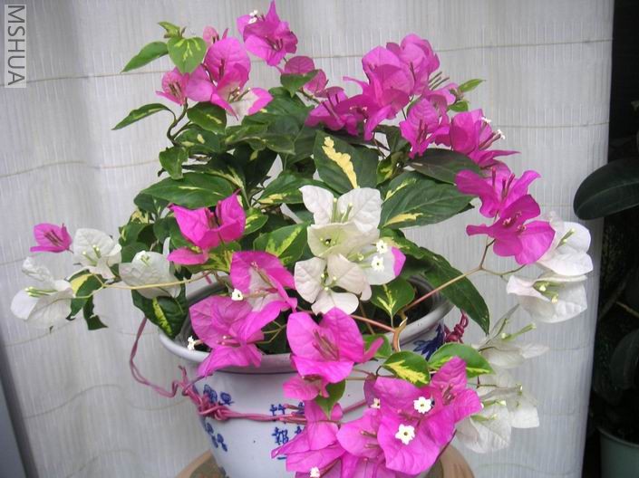 ������С ˫ɫ706241.jpg