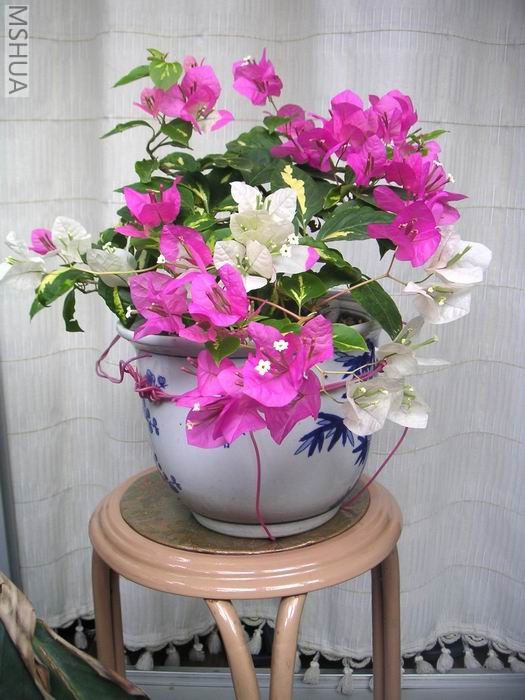 ������С ˫ɫ706242.jpg