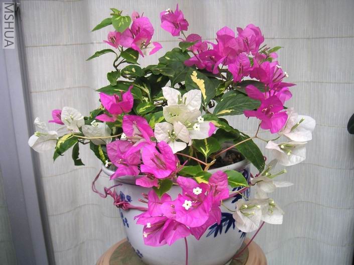 ������С ˫ɫ706243.jpg