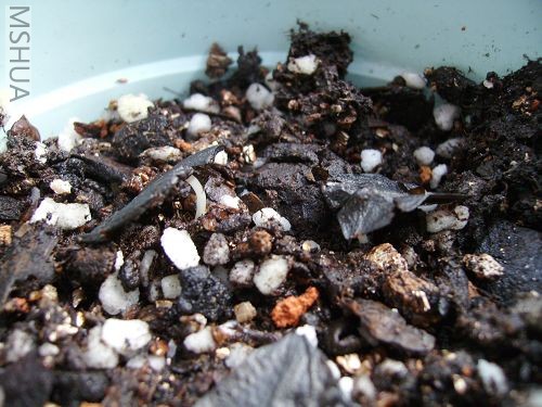 ���Ż������